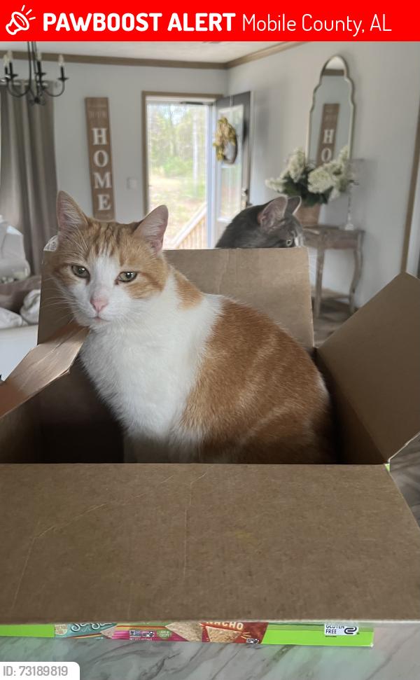 Lost Male Cat last seen Whispering Oaks Lane, Mobile County, AL 36695