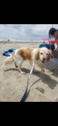 Reunited Male Dog last seen Near Msn Frst Dr, San Antonio, TX 78251, USA, San Antonio, TX 78251