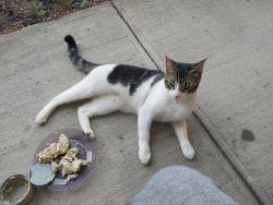 Lost Male Cat last seen Bridge and West William, Corning, NY 14830
