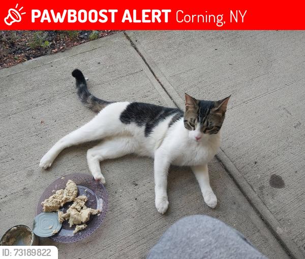 Lost Male Cat last seen Bridge and West William, Corning, NY 14830