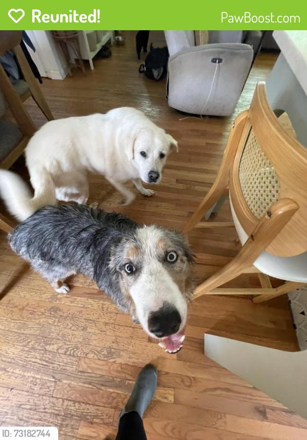 Reunited Male Dog last seen Off Monte Vista Rd near The Rock Church, Candler, NC 28715