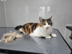 Lost Female Cat last seen M38 9WL, Little Hulton, England M38 9WL