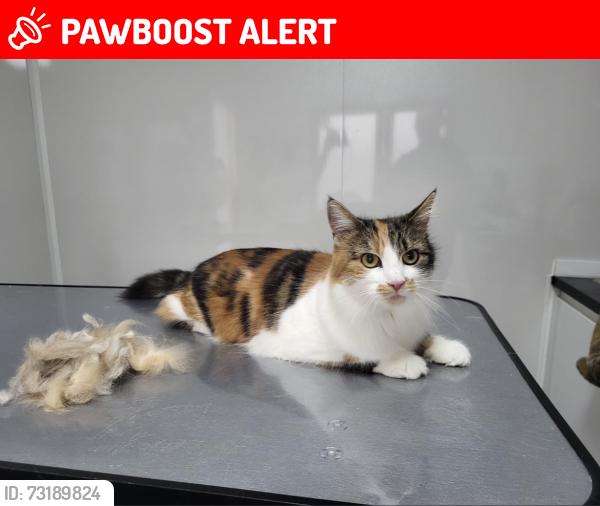 Lost Female Cat last seen M38 9WL, Little Hulton, England M38 9WL
