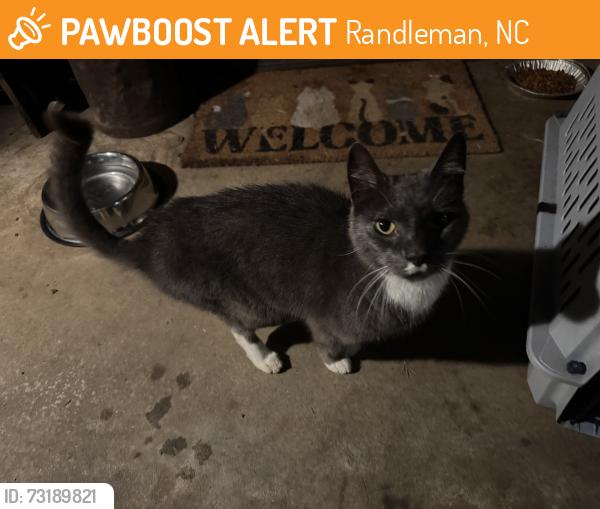 Found/Stray Male Cat last seen Worthville Rd near gas station, Randleman, NC 27317