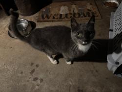 Found/Stray Male Cat last seen Worthville Rd near gas station, Randleman, NC 27317