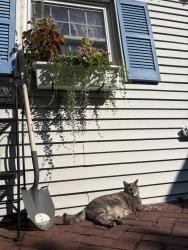 Reunited Female Cat last seen Freeman, Woodcrest, Stratford, CT 06614