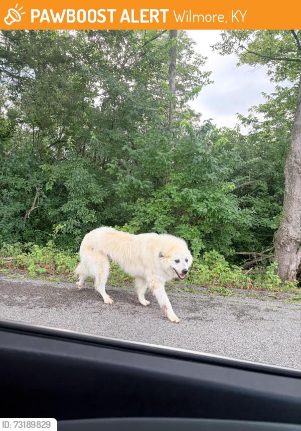 Found/Stray Unknown Dog last seen Near Grows Mill road sign and RJ Corman, Wilmore, KY 40390