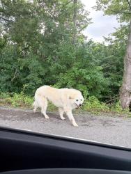 Found/Stray Unknown Dog last seen Near Grows Mill road sign and RJ Corman, Wilmore, KY 40390