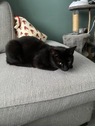 Reunited Male Cat last seen Duchy Road Salford, Greater Manchester, England 