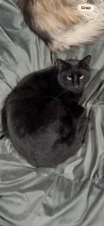 Lost Male Cat last seen Near S and Lucas Lane, South Jordan, UT 84095