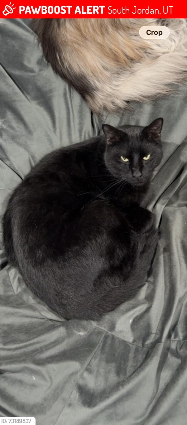 Lost Male Cat last seen Near S and Lucas Lane, South Jordan, UT 84095