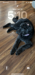 Reunited Female Dog last seen Mt Carmel Rd, Hampton, GA 30228