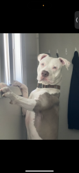 Lost Male Dog last seen margarita and boulder, Henderson, NV 89011