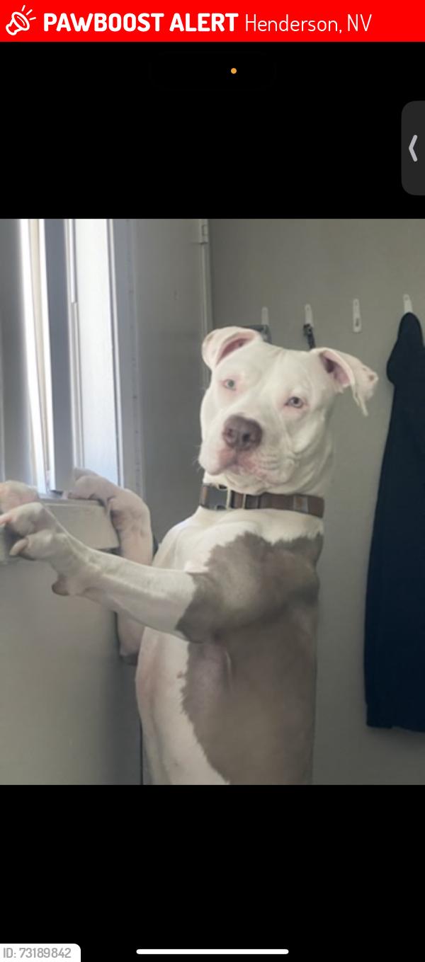 Lost Male Dog last seen margarita and boulder, Henderson, NV 89011
