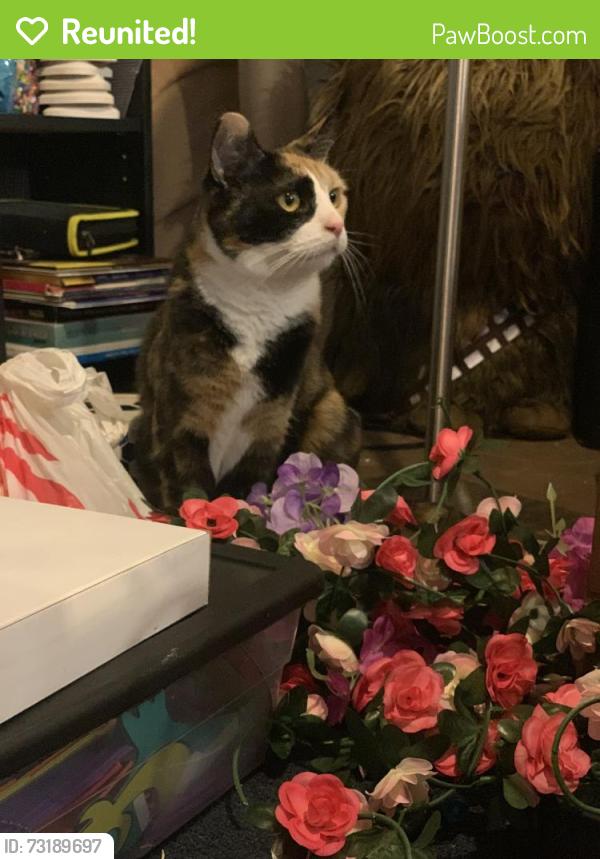 Reunited Female Cat last seen Jancey street, Pittsburgh, PA 15206