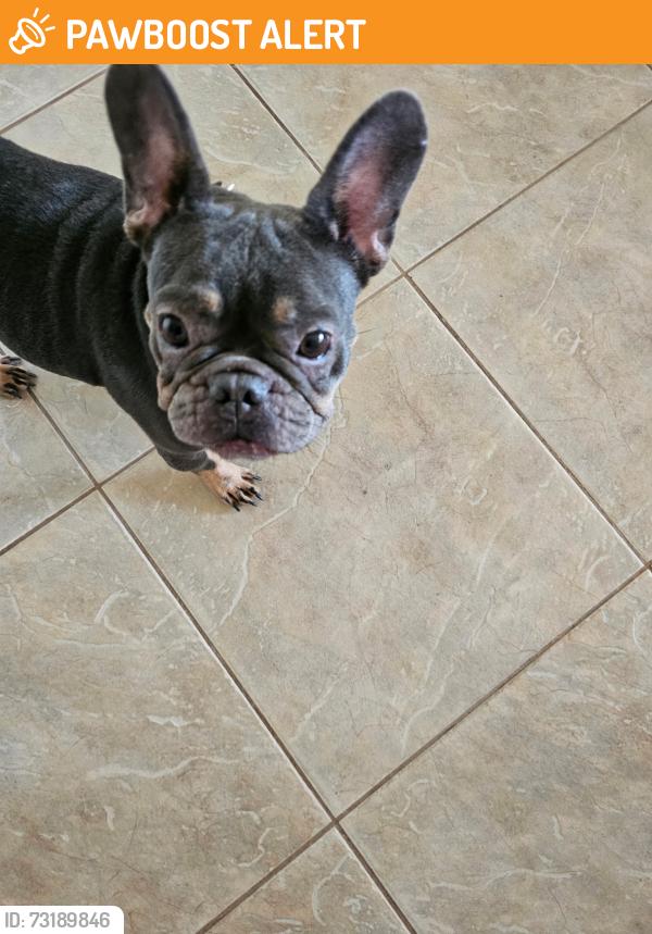 Found/Stray Female Dog last seen N cappero and E Positano Ave, World Golf Village, FL 32092