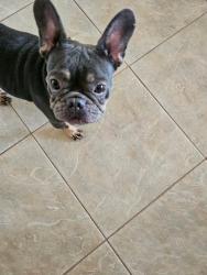 Found/Stray Female Dog last seen N cappero and E Positano Ave, World Golf Village, FL 32092