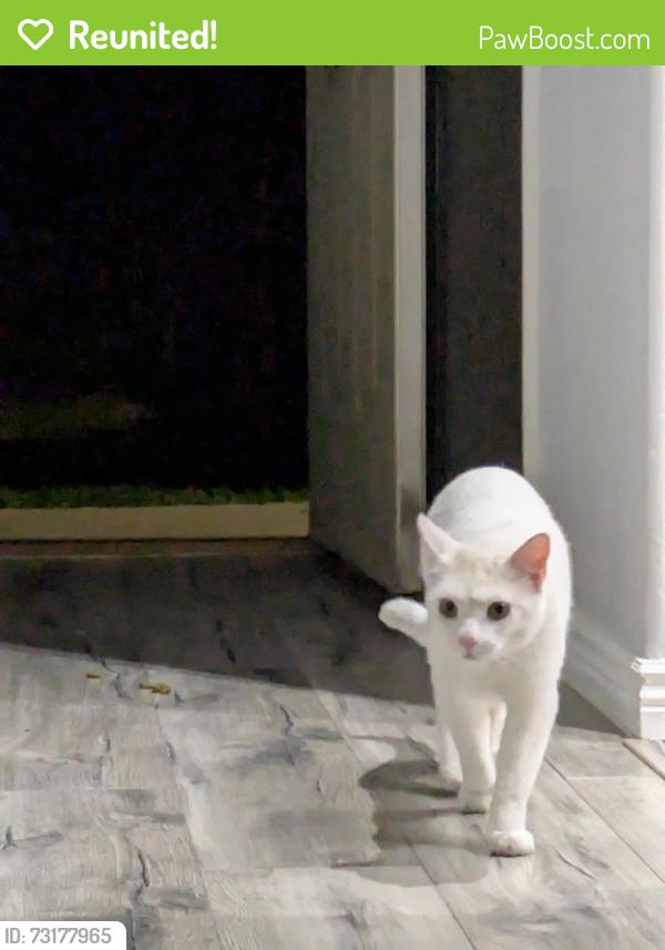 Reunited Unknown Cat last seen 92nd & Huron, Thornton, CO 80260