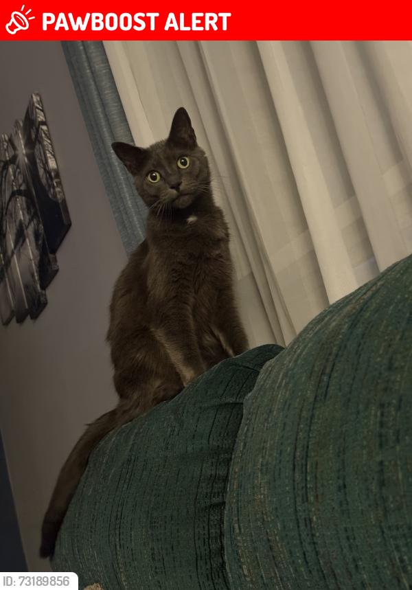 Lost Male Cat last seen Victoria st, ontario st Alliston, New Tecumseth, ON L9R 1L7