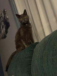 Lost Male Cat last seen Victoria st, ontario st Alliston, New Tecumseth, ON L9R 1L7