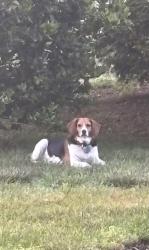 Reunited Female Dog last seen Vontay and Spring Rd, Rockville, VA 23146