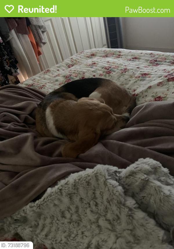 Reunited Female Dog last seen Beefsteak solar field, Sussex County, VA 23890