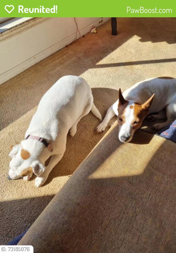 Reunited Male Dog last seen Centaurus st, Inala, QLD 4077
