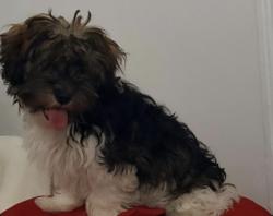 Reunited Female Dog last seen Claremont ave, Jersey City, NJ 07305