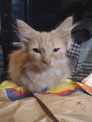 Lost Male Cat last seen By 16 bus stop opposite Toolstation, Tilehurst, England RG30 6TU