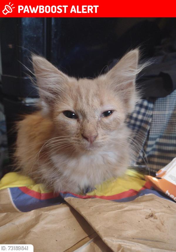 Lost Male Cat last seen By 16 bus stop opposite Toolstation, Tilehurst, England RG30 6TU