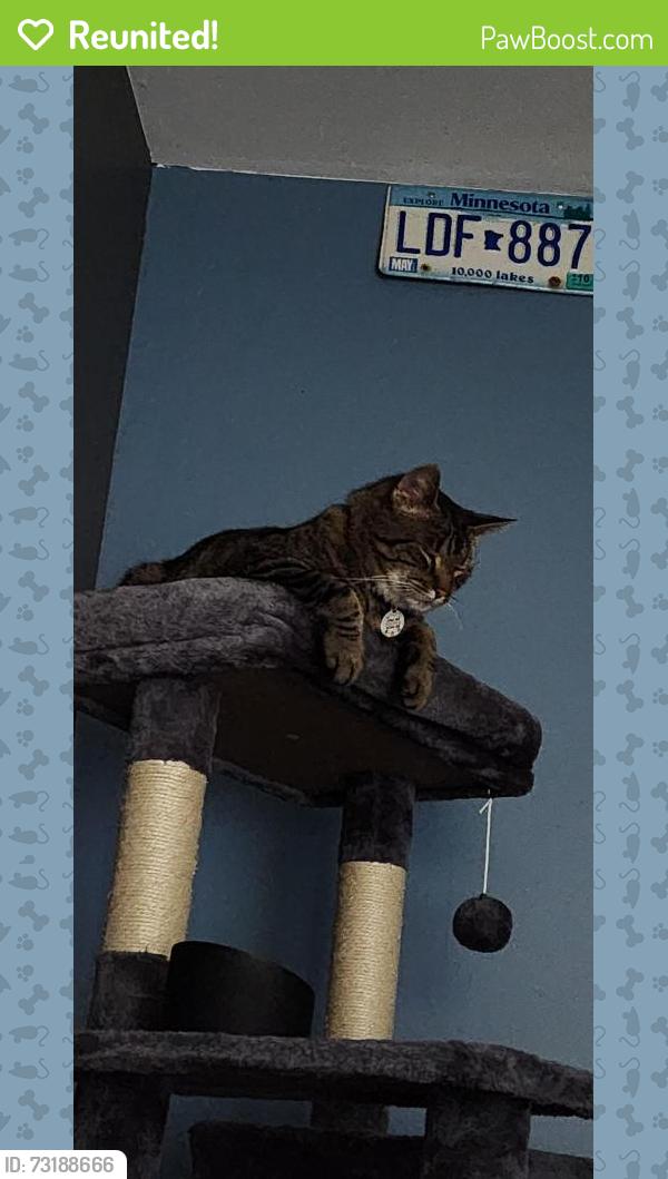 Reunited Male Cat last seen Plantation ridge, Acworth, GA 30101