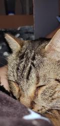 Lost Male Cat last seen Lakeside Dr.and Old New York, DeLand, FL 32720