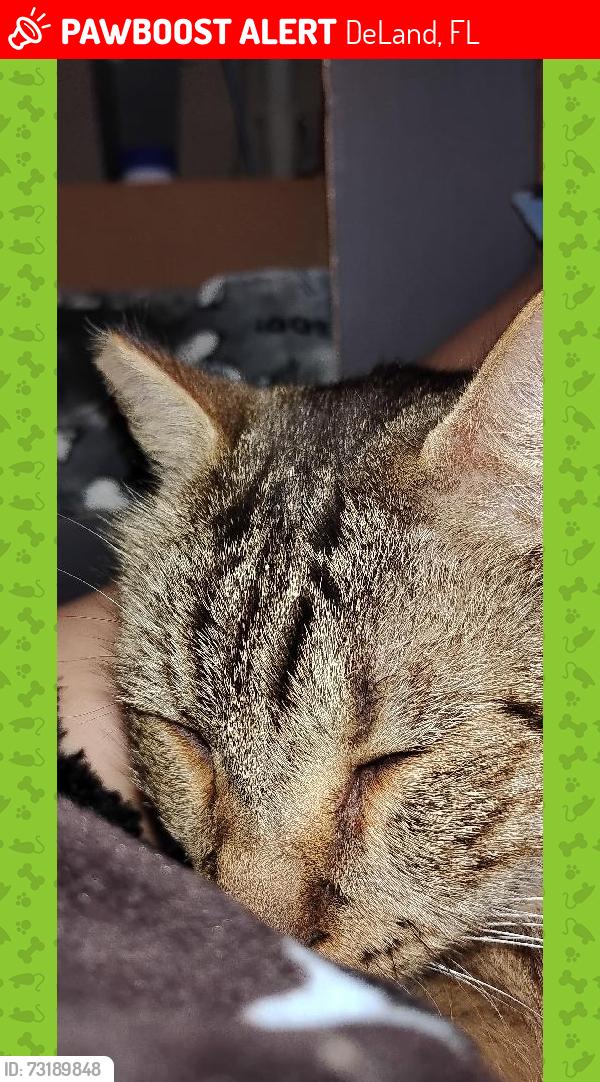 Lost Male Cat last seen Lakeside Dr.and Old New York, DeLand, FL 32720