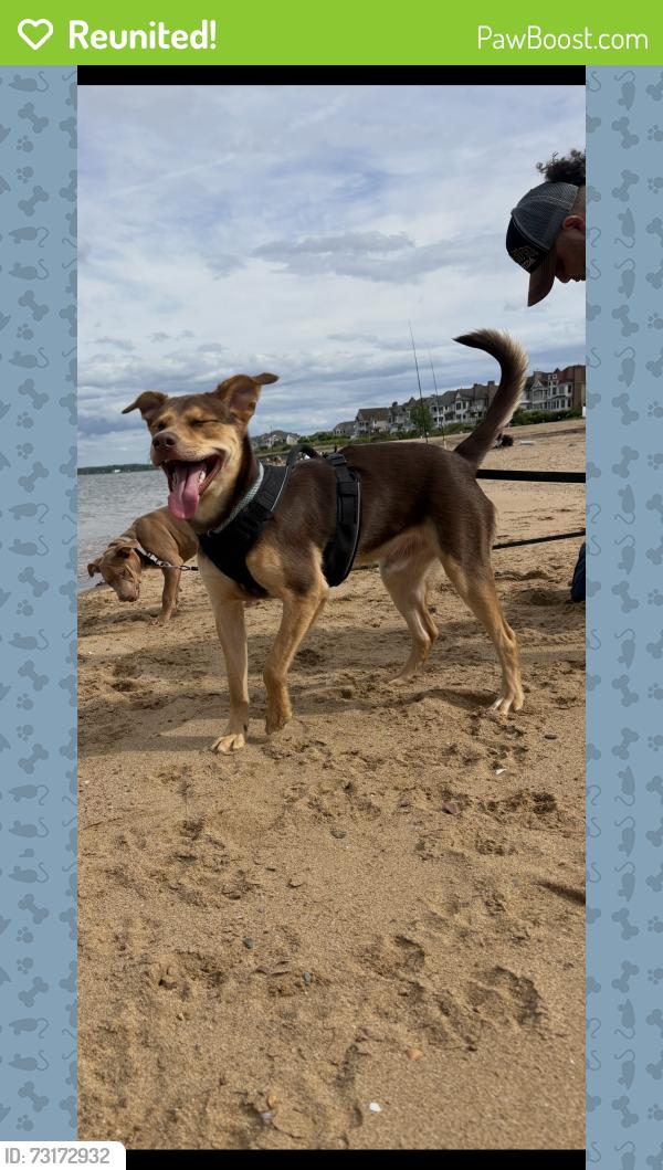 Reunited Male Dog last seen Parkwood, Middlesex County, NJ 08859