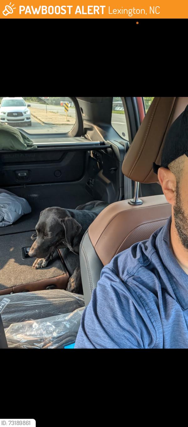 Found/Stray Male Dog last seen Unknown, Lexington, NC 27292