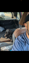 Found/Stray Male Dog last seen Unknown, Lexington, NC 27292
