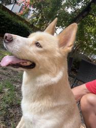 Reunited Male Dog last seen Big Sandy Dr, Raleigh, NC 27616