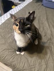 Reunited Female Cat last seen Valley dr and Arlington ave, Riverside, CA 92505