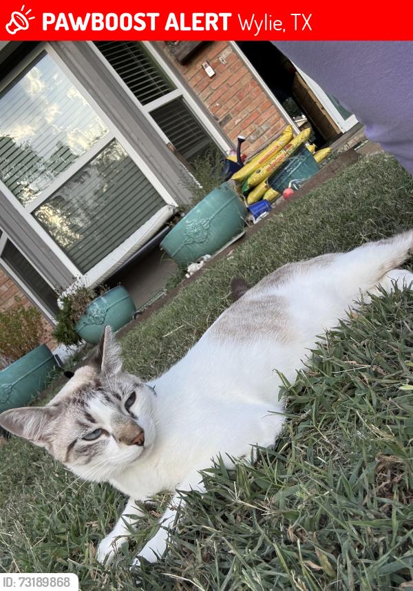 Lost Male Cat last seen Stone Rd, Wylie, TX 75098