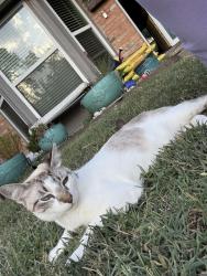 Lost Male Cat last seen Stone Rd, Wylie, TX 75098