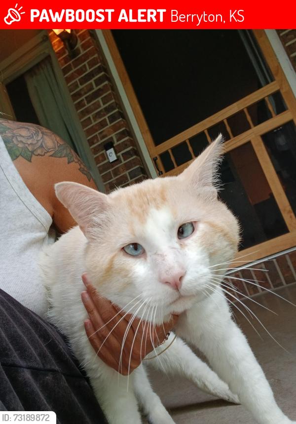 Lost Male Cat last seen Berryton Elementary, Berryton, KS 66409