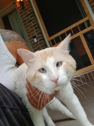Lost Male Cat last seen Berryton Elementary, Berryton, KS 66409