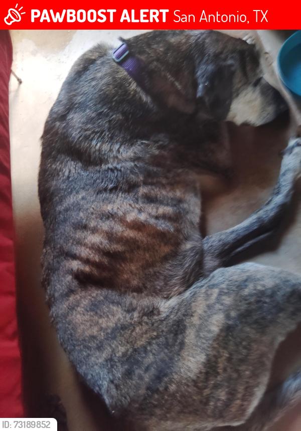 Lost Male Dog last seen Blue Ash, San Antonio, TX 78218