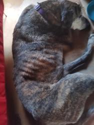 Lost Male Dog last seen Blue Ash, San Antonio, TX 78218