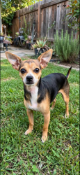 Reunited Male Dog last seen Main st ferry st, Newark, NJ 07104