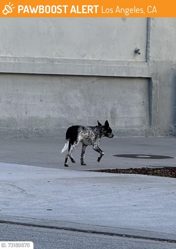 Found/Stray Unknown Dog last seen Near E 3rd St 90013, Los Angeles, CA 90013