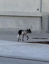 Found/Stray Unknown Dog last seen Near E 3rd St 90013, Los Angeles, CA 90013