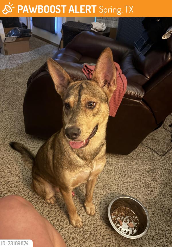 Found/Stray Male Dog last seen Memorial Northwest Subdivision, Spring, TX 77379