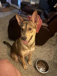 Found/Stray Male Dog last seen Memorial Northwest Subdivision, Spring, TX 77379