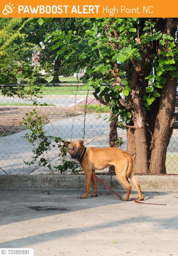 Found/Stray Male Dog last seen Krispy kreme high point & library & main street, High Point, NC 27262
